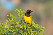 Fledgling Yellow-rumped Marshbird, Serra da Canastra, Minas Gerais, Brazil, October 2022 - click for larger image