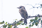 Grey-and-white Tyrannulet, Chaparri, Lambayeque, Peru, October 2018 - click for larger image