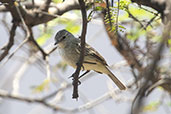 Grey-and-white Tyrannulet, Chaparri, Lambayeque, Peru, October 2018 - click for larger image