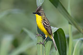 Crested Doradito, Piracicaba, Sao Paulo, Brazil, October 2022 - click for larger image