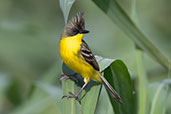 Crested Doradito, Piracicaba, Sao Paulo, Brazil, October 2022 - click for larger image