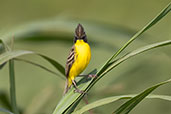 Crested Doradito, Piracicaba, Sao Paulo, Brazil, October 2022 - click for larger image