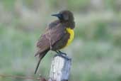 Brown-and-yellow Marshbird, Rio Grande do Sul, Brazil, August 2004 - click for larger image