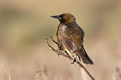 Brown-and-yellow Marshbird, Lagoa do Peixe, Rio Grande do Sul, Brazil, October 2022 - click for larger image