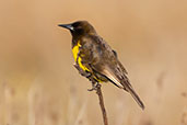 Brown-and-yellow Marshbird, Lagoa do Peixe, Rio Grande do Sul, Brazil, October 2022 - click for larger image
