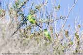 Mountain Parakeet, Putre, Chile, February 2007 - click for larger image