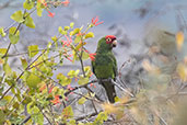 Red-masked Parakeet, Casupe, Cajamarca, Peru, October 2018 - click for larger image