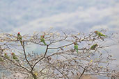 Red-masked Parakeet, Casupe, Cajamarca, Peru, October 2018 - click for larger image