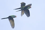 Cordilleran Parakeet, Jaen, Cajamarca, Peru, October 2018 - click for larger image