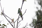 Mitred Parakeet, Huembo Reserve, Amazonas, Peru, October 2018 - click for larger image