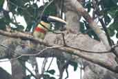 Black-necked Aracari, Borba, Amazonas, Brazil, August 2004 - click for larger image