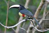 Black-necked Aracari, Caxiuanã, Pará, Brazil, November 2005 - click for larger image