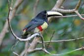 Black-necked Aracari, Caxiuanã, Pará, Brazil, November 2005 - click for larger image