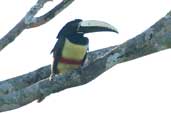 Black-necked Aracari, Murici, Alagoas, Brazil, March 2004 - click for larger image