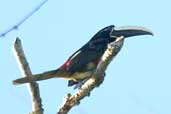 Black-necked Aracari, Murici, Alagoas, Brazil, March 2004 - click for larger image