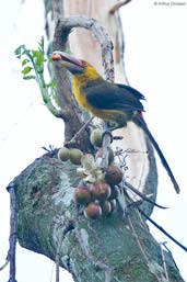 Saffron Toucanet, Itatiaia, Rio de Janeiro, Brazil, November 2008 - click for larger image