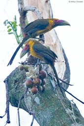 Saffron Toucanet, Itatiaia, Rio de Janeiro, Brazil, November 2008 - click for larger image