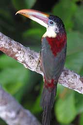 Curl-crested Aracari, Cristalino Lodge, Mato Grosso, Brazil, April 2003 - click for larger image