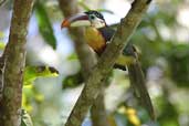 Curl-crested Aracari, Cristalino Lodge, Mato Grosso, Brazil, April 2003 - click for larger image