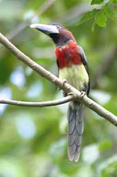 Red-necked Araçari, Cristalino Lodge, Mato Grosso, Brazil, April 2003 - click for larger image