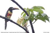 Chestnut-eared Araçari, Cristalino Lodge, Mato Grosso, Brazil, December 2006 - click on image for a larger view