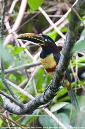 Chestnut-eared Araçari, Cristalino Lodge, Mato Grosso, Brazil, December 2006 - click on image for a larger view