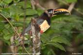 Chestnut-eared Araçari, Cristalino Lodge, Mato Grosso, Brazil, December 2006 - click on image for a larger view