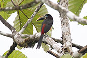 Chestnut-eared Araçari, Loreto Road, Napo, Ecuador, November 2019 - click on image for a larger view