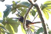 Chestnut-eared Araçari, Vila Bela de Santíssima Trindade, Mato Grosso, Brazil, March 2003 - click on image for a larger view