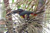 Chestnut-eared Araçari, Cristalino Lodge, Mato Grosso, Brazil, April 2003 - click on image for a larger view