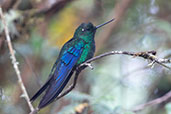 Great Sapphirewing, Yanacocha, Pichincha, Ecuador, November 2019 - click for larger image