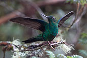 Great Sapphirewing, Yanacocha, Pichincha, Ecuador, November 2019 - click for larger image