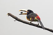 Pale-billed Araçari, Chontal, Pichincha, Ecuador, November 2019 - click for larger image