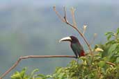 Brown-mandibled Aracari, Palmarí, Amazonas, Brazil, September 2003 - click for larger image