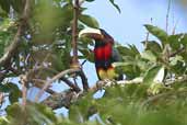 Brown-mandibled Aracari, Palmarí, Amazonas, Brazil, September 2003 - click for larger image