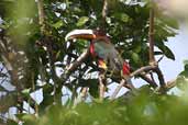 Brown-mandibled Aracari, Palmarí, Amazonas, Brazil, September 2003 - click for larger image