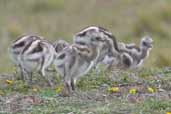 Darwin's Rhea chicks, Torres del Paine, Chile, December 2005 - click for larger image
