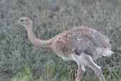 Darwin's Rhea, Torres del Paine, Chile, December 2005 - click for larger image