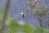 Many-banded Aracari, São Gabriel da Cachoeira, Brazil, August 2004 - click for larger image