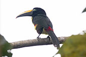 Many-banded Aracari, Wildsumaco Lodge, Napo, Ecuador, November 2019 - click for larger image