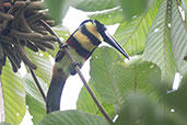 Many-banded Aracari, Wildsumaco Lodge, Napo, Ecuador, November 2019 - click for larger image