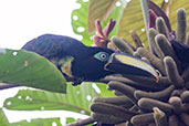 Many-banded Aracari, Wildsumaco Lodge, Napo, Ecuador, November 2019 - click for larger image