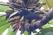 Many-banded Aracari, Wildsumaco Lodge, Napo, Ecuador, November 2019 - click for larger image