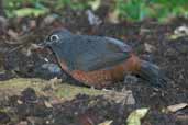 Black-throated Huet-Huet, Puyehue N.P., Chile, November 2005 - click for larger image