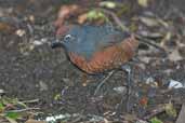 Black-throated Huet-Huet, Puyehue N.P., Chile, November 2005 - click for larger image