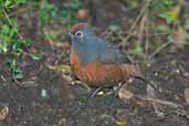 Black-throated Huet-Huet, Puyehue N.P., Chile, November 2005 - click for larger image