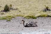 Puna  Rhea, Lauca N.P., Chile, January 2007 - click for larger image