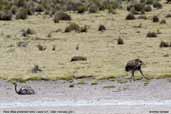 Puna  Rhea, Lauca N.P., Chile, January 2007 - click for larger image