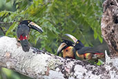 Collared Araçari, Tikal, Guatemala, March 2015 - click for larger image