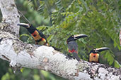 Collared Araçari, Tikal, Guatemala, March 2015 - click for larger image